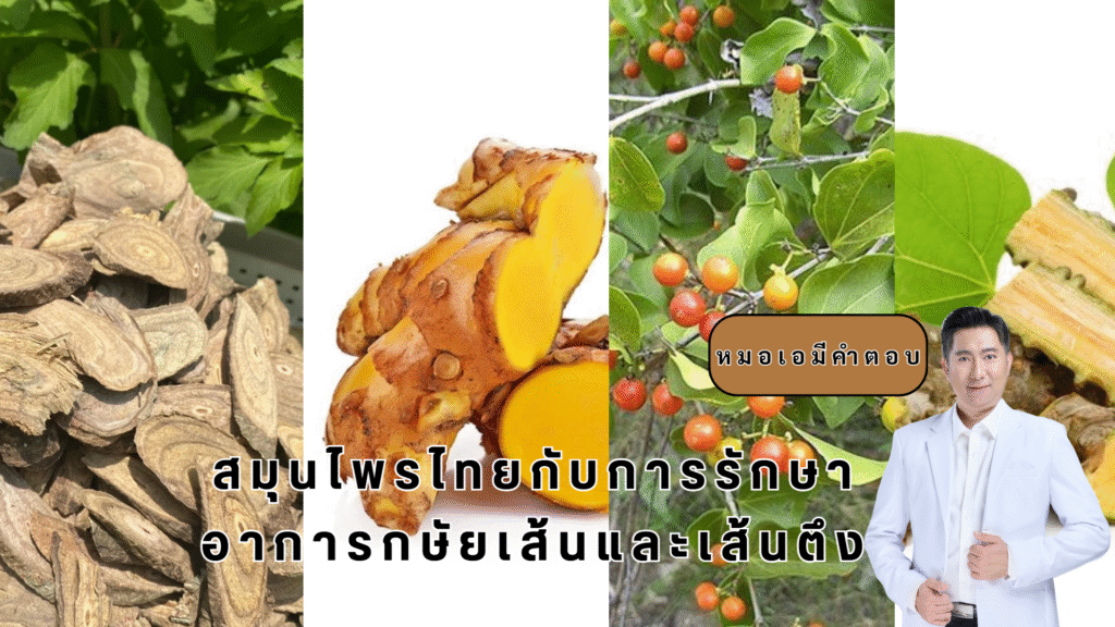 สมุนไพรไทย รักษากษัยเส้น